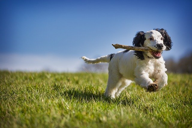 Why you should Enroll your Canine Companion to a Training School